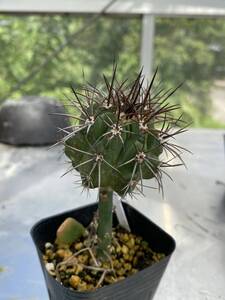 Misc — item to be identified