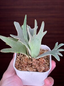 기타 계통 · 품목 확인 필요