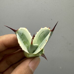 P15 아가베 식물